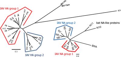 The Quest for a Truly Universal Influenza Vaccine